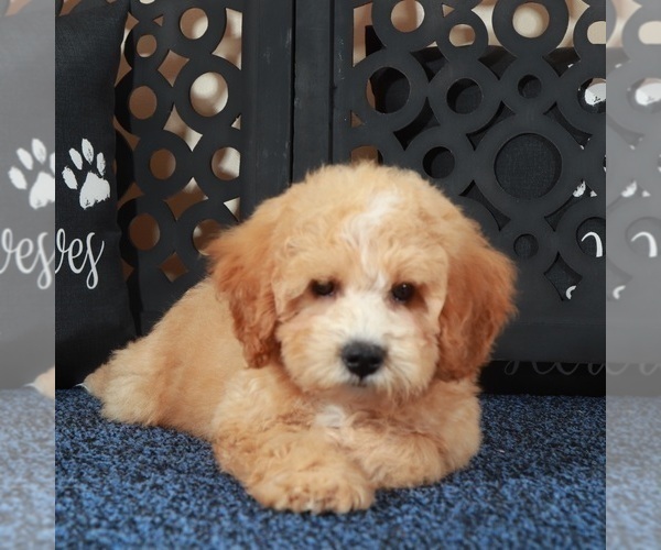 Medium Photo #1 Poochon Puppy For Sale in MOUNT VERNON, OH, USA