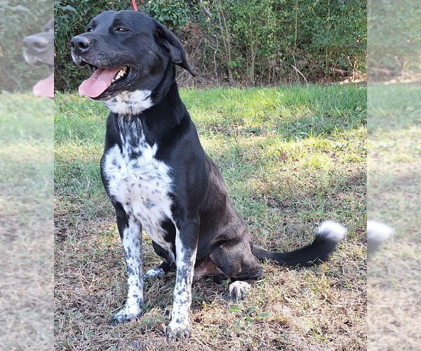 Medium Photo #4 Labrador Retriever-Unknown Mix Puppy For Sale in Wetumpka, AL, USA
