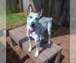 Small #1 Jack Russell Terrier Mix