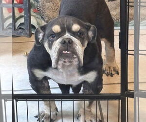 Bulldog Dogs for adoption in Hayward, CA, USA
