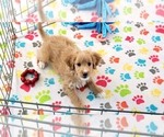 Small #10 Cavapoo mix (+ Poodle Miniature)
