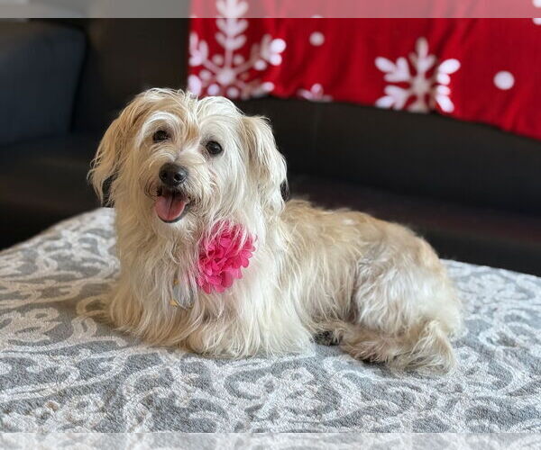 Medium Photo #1 Maltese-Unknown Mix Puppy For Sale in Phoenix, AZ, USA