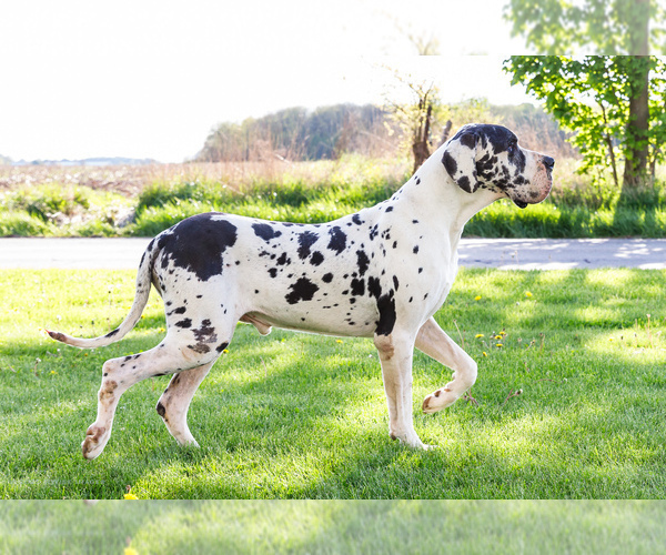 Medium Photo #1 Great Dane Puppy For Sale in WAKARUSA, IN, USA