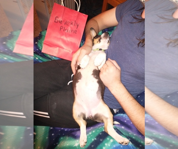 Medium Photo #39 Cowboy Corgi Puppy For Sale in GALLEGOS, NM, USA