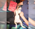 Small Photo #39 Cowboy Corgi Puppy For Sale in GALLEGOS, NM, USA