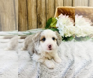 Aussiedoodle Miniature  Puppy for sale in HAMILTON, MI, USA
