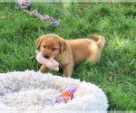 Small #4 Labrador Retriever