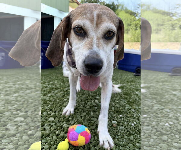 Medium Photo #9 Mutt Puppy For Sale in Westwood, NJ, USA