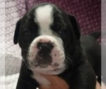 Small #6 Olde English Bulldogge