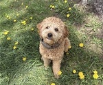 Small Photo #1 Poodle (Miniature) Puppy For Sale in CONCORD, MN, USA
