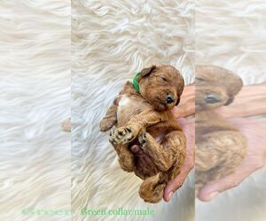 Goldendoodle-Poodle (Miniature) Mix Puppy for sale in BAKERSFIELD, CA, USA