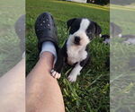 Small #1 American Pit Bull Terrier-Labrador Retriever Mix