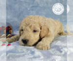 Small Photo #14 Goldendoodle Puppy For Sale in PAULINE, SC, USA