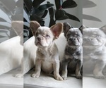 Puppy Puppy 2 French Bulldog