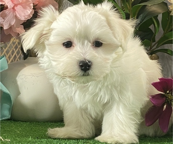 Medium Photo #5 Maltese Puppy For Sale in CANOGA, NY, USA