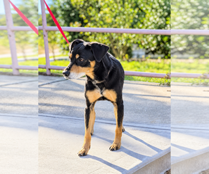 Isaac - Male Miniature Pinscher-Unknown Mix Dog for Adoption - Photo #2
