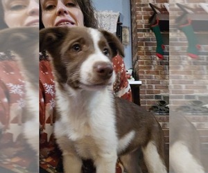 Medium Border Collie