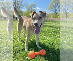 Mutt Dogs for adoption in Westwood, NJ, USA