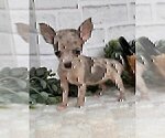 Small #2 Chihuahua