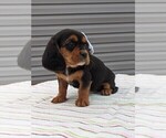 Small Photo #4 Basset Hound-Cavalier King Charles Spaniel Mix Puppy For Sale in DUNNVILLE, KY, USA