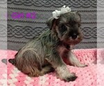Puppy Girl 2 Schnauzer (Miniature)