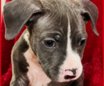 Puppy Puppy 1 American Pit Bull Terrier