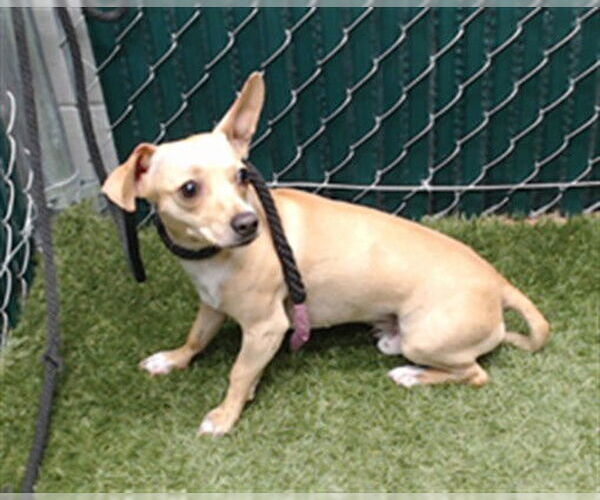 Medium Photo #1 Chihuahua-Unknown Mix Puppy For Sale in Downey, CA, USA