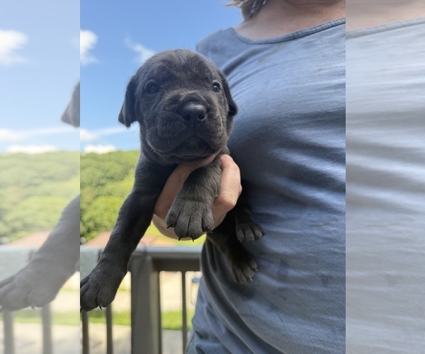 Medium Photo #1 Cane Corso Puppy For Sale in NEW TAZEWELL, TN, USA