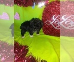Small Photo #5 Morkie Puppy For Sale in LAPEER, MI, USA