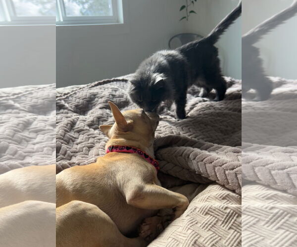 Medium Photo #5 French Bulldog-Unknown Mix Puppy For Sale in Aurora, CO, USA