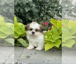 Small #2 Shih Tzu