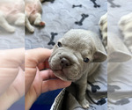 Small Photo #14 French Bulldog Puppy For Sale in KAHULUI, HI, USA