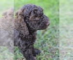 Puppy Puppy 4 Poodle (Standard)