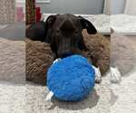 Small #5 Bulldog-Labrador Retriever Mix