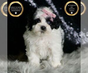 Maltipoo Puppy for sale in WARSAW, IN, USA