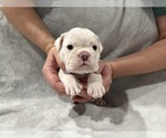 Puppy Tate English Bulldog