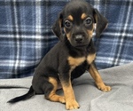 Small Photo #9 Beagle-Chihuahua Mix Puppy For Sale in SAINT AUGUSTINE, FL, USA
