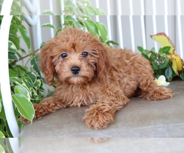Medium Photo #1 Cavalier King Charles Spaniel-Poodle (Toy) Mix Puppy For Sale in SHILOH, OH, USA