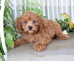 Small Photo #1 Cavalier King Charles Spaniel-Poodle (Toy) Mix Puppy For Sale in SHILOH, OH, USA