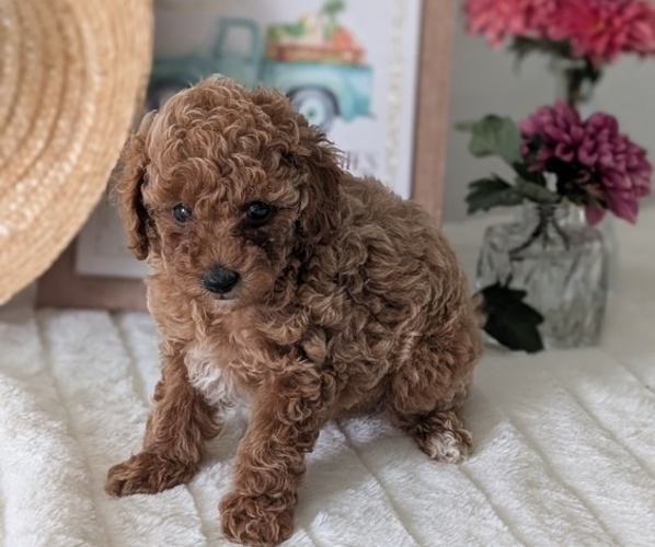 Medium Photo #3 Poodle (Miniature) Puppy For Sale in GOSHEN, IN, USA