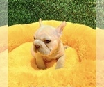 Small Photo #11 French Bulldog Puppy For Sale in KANSAS CITY, MO, USA