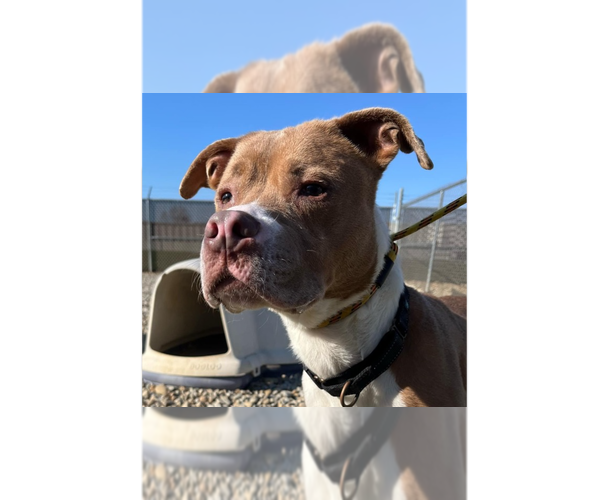 Medium Photo #5 Boxer-Unknown Mix Puppy For Sale in Evansville, IN, USA