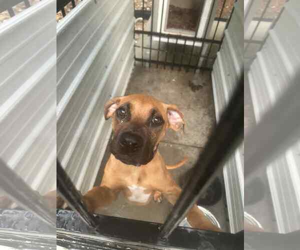 Medium Photo #2 Boxer Puppy For Sale in Burnsville, MN, USA