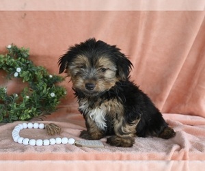 Yorkshire Terrier Puppy for Sale in BALTIC, Ohio USA