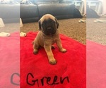 Puppy Emerald green Mastiff