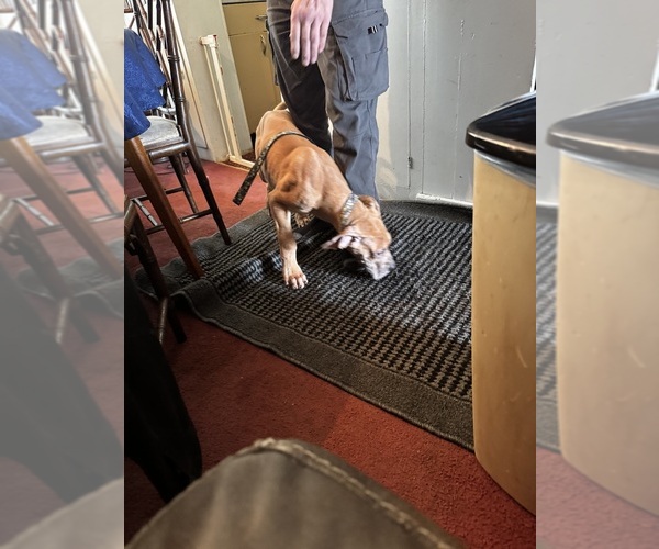 Medium Photo #12 Great Dane Puppy For Sale in ALIQUIPPA, PA, USA