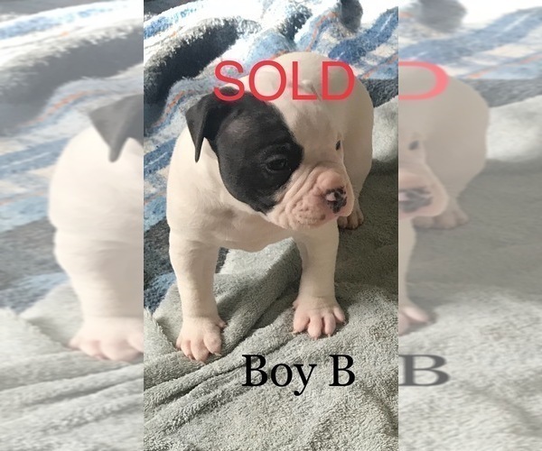 Medium Photo #10 American Bulldog Puppy For Sale in OXNARD, CA, USA