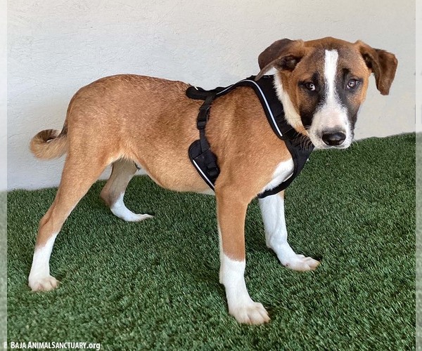 Medium Photo #2 Bull Terrier-Unknown Mix Puppy For Sale in San Diego, CA, USA