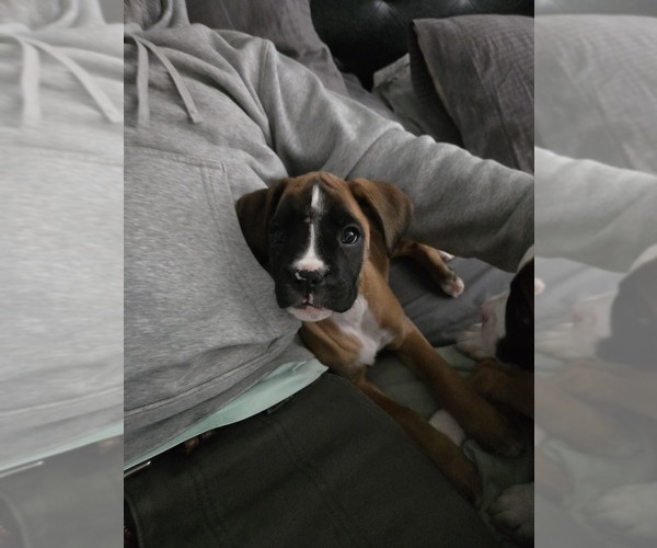 Medium Photo #2 Boxer Puppy For Sale in GALLOWAY, NJ, USA