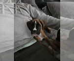 Small #1 Boxer